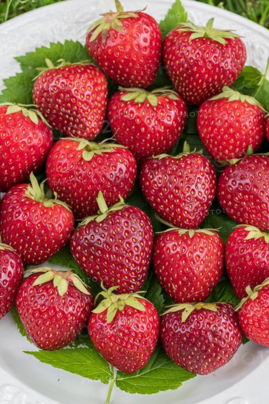 Red-fleshed strawberry, Cambridge Botanical Garden, Germany