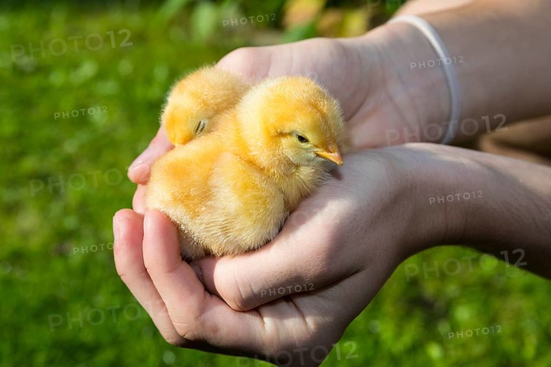 2 yellow chicks of domestic fowl (Gallus gallus domesticus) in the hand