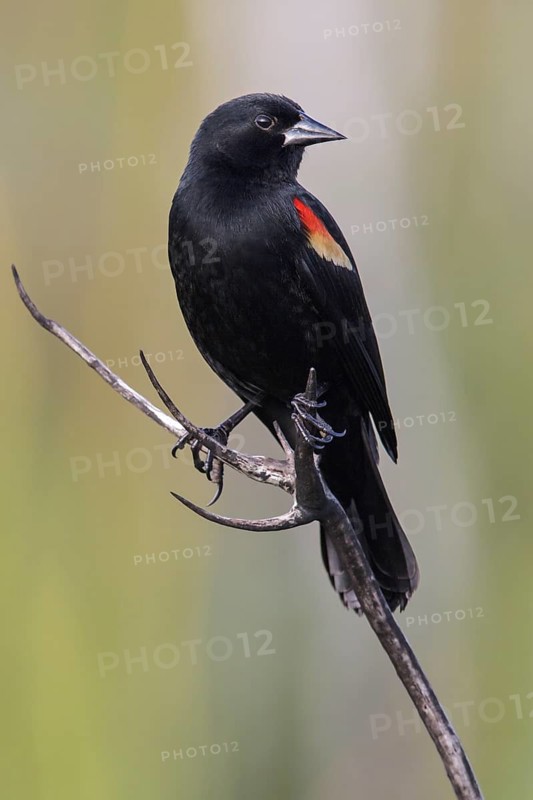 Red-shouldered Blackbird (Agelaius assimilis) perched on a branch in Cuba