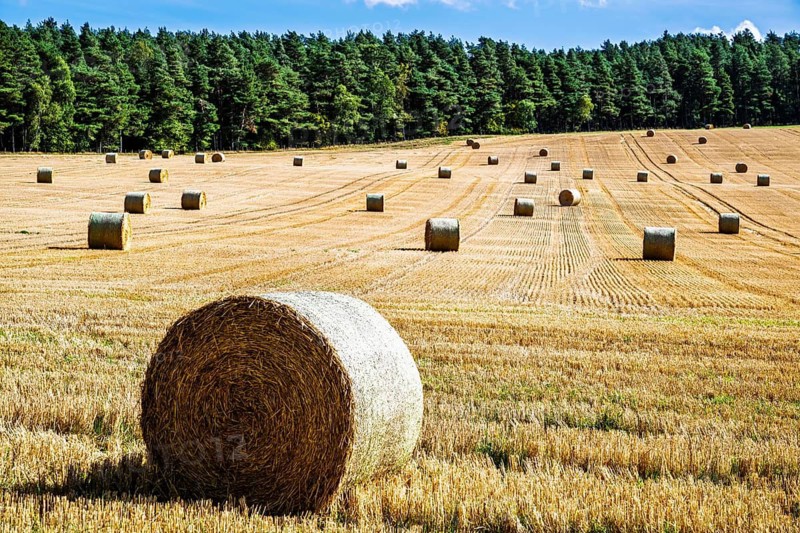 Straw bales in the Scottish fields, Southeast Scotland, UK
