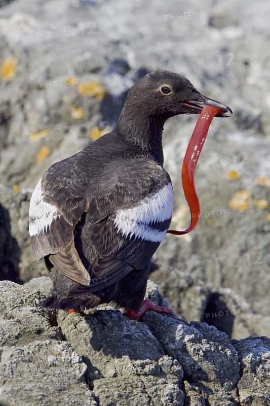 Pigeon Guillemot (Cepphus columba), British Columbia, Canada