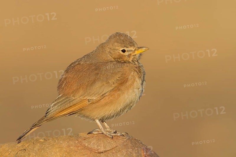 Desert Lark - Steinlerche - Ammomanes deserti ssp. payni, Morocco