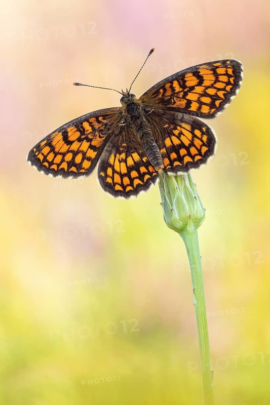 Der Südwestlicher Wachtelweizen-Scheckenfalter (Melitaea celadussa / nevadensis) von der Flügeloberseite. Italien, Brescia, 1800 m