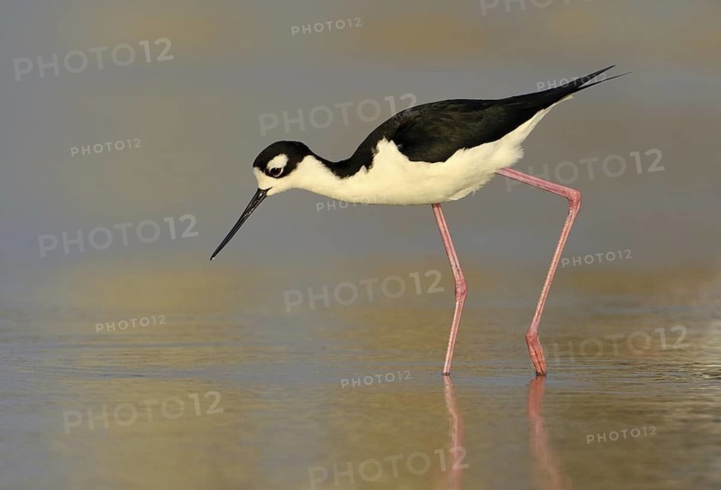 Black-necked Stilt (Himantopus mexicanus), Texas, USA