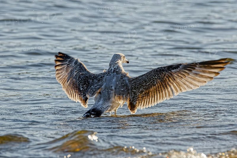 Juvenile herring gull (Larus argentatus) spreading wings and drying feathers while standing in shallow sea water, Poland