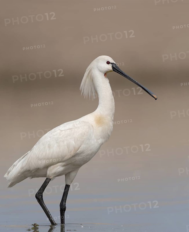 Eurasian Spoonbill (Platalea leucorodia), Schleswig-Holstein, Germany