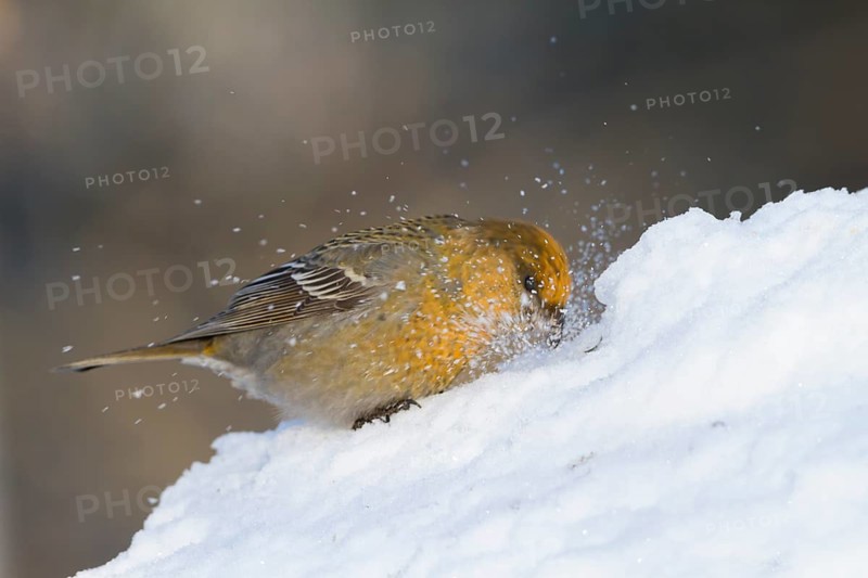 Pine Grosbeak - Hakengimpel - Pinicola enucleator, Finland