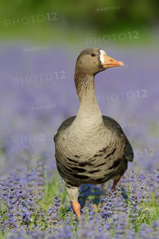 Greenland white-fronted goose or Greenland white-fronted goose (Anser albifrons flavirostris), captive, occurring on Greenland