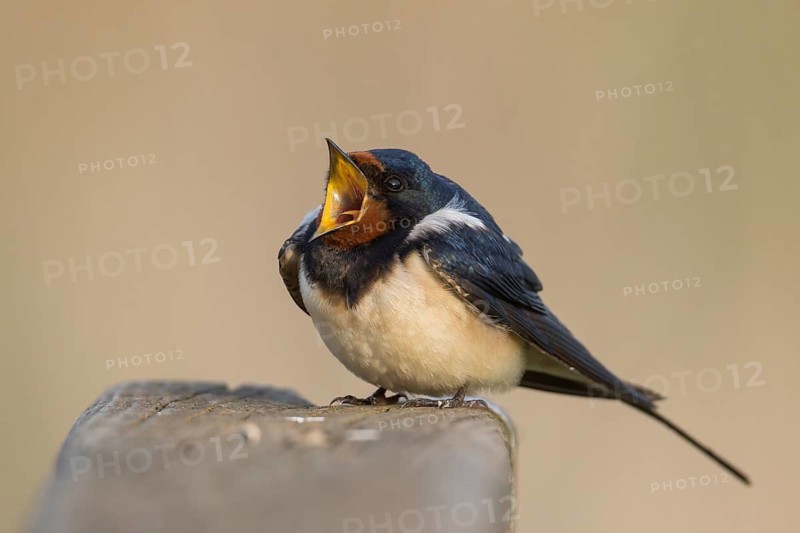 Barn Swallow - Rauchschwalbe - Hirundo rustica ssp. rustica, Hungary, adult male