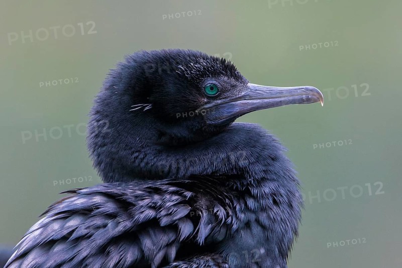 Little Black Cormorant (Phalacrocorax sulcirostris), Victoria, Australia