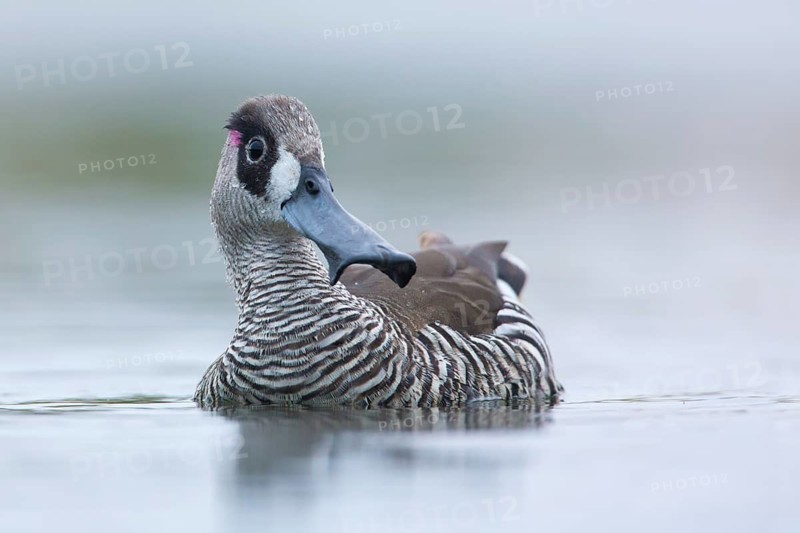 Pink-eared Duck (Malacorhynchus membranaceus), Victoria, Australia