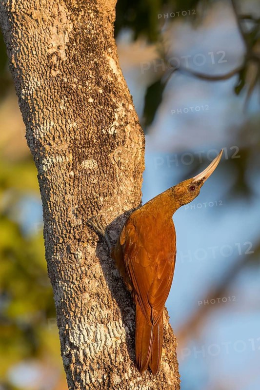 Great Rufous Woodcreeper (Xiphocolaptes major) perched on a branch in the Pantanal of Brazil