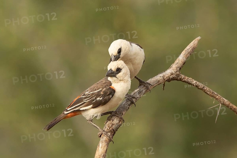 White-headed Buffalo Weaver (Dinemellia dinemelli) pair, Samburu, Kenya