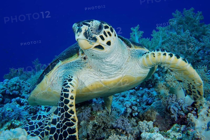 Hawksbill sea turtle (Eretmochelys imbricata)