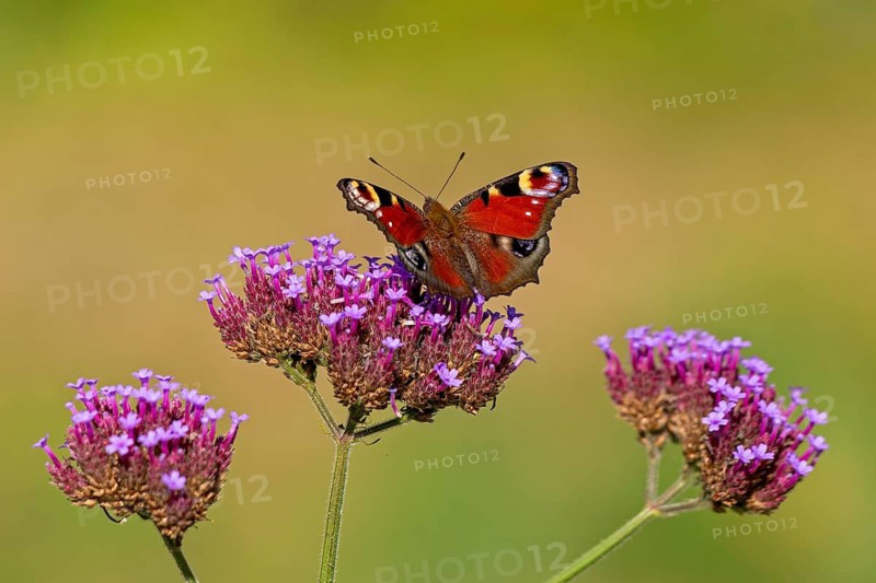 Butterfly, peacock butterfly (Aglais io), Purpletop vervain (Verbena bonariensis), Burgstemmen, Nordstemmen, Lower Saxony, Germany