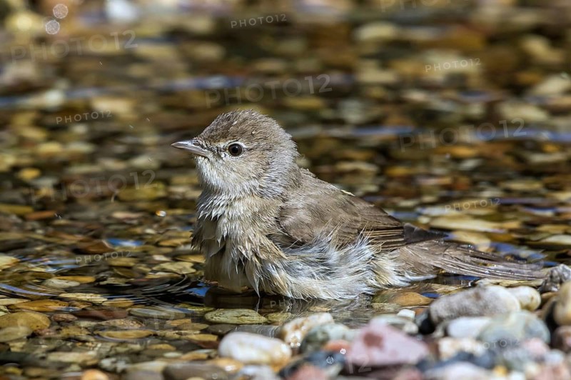 Garden Warbler (Sylvia borin) in a little stream, Mecklenburg-Western Pomerania, Germany