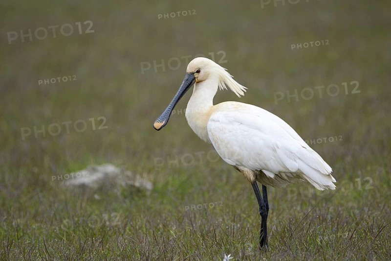 Loeffler (Platalea leucorodia), Spoonbill, April, Insel Texel, Nordsee, Nordholland, Niederlande
