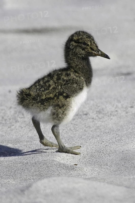 Magellanic Oystercatcher (Haematopus leucopodus) chick, Falkland Islands