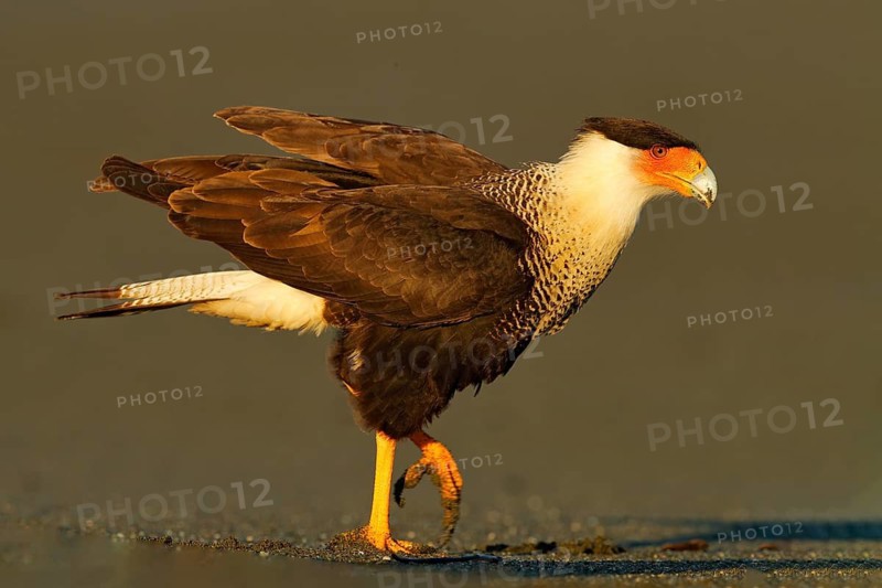 Caracara, sitting on sand beach, Corcovado NP, Costa Rica. Southern Caracara plancus, in morning light. Bird of prey eating turtle eggs. Wildlife scene from nature, Central America. Sea beach
