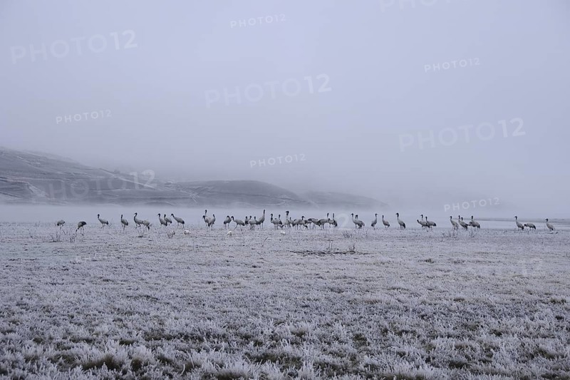 Black-necked Crane (Grus nigricollis), Dashanbo, China