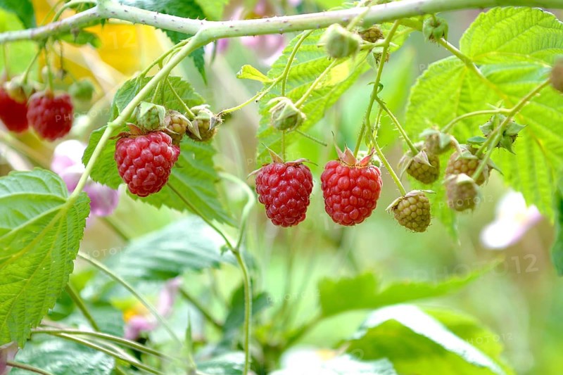 Raspberry (Rubus idaeus 'Autumn First'),  Germany