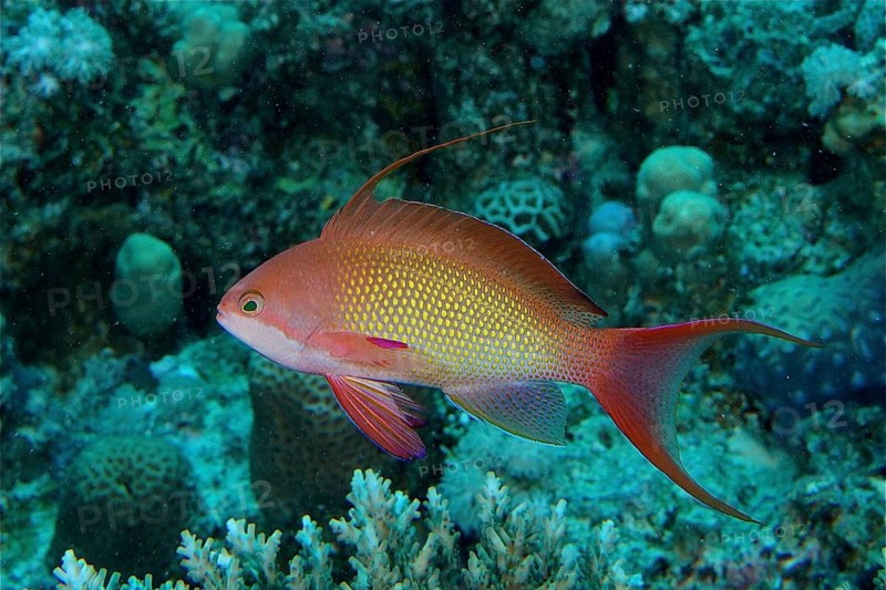 Jewelled flag perch (Pseudanthias squamipinnis)