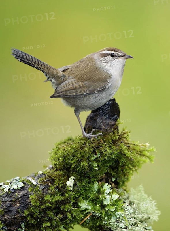 Bewick's Wren (Thryomanes bewickii), British Columbia, Canada