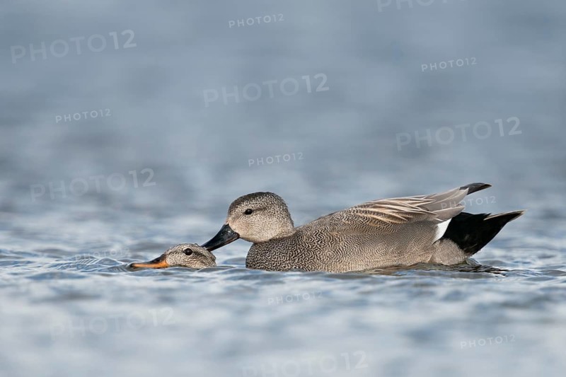 Gadwall (Mareca strepera) pair mating, Schleswig-Holstein, Germany