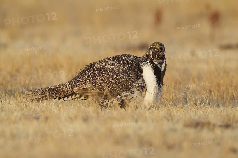 Sage Grouse (Centrocercus urophasianus) male mating, California, USA