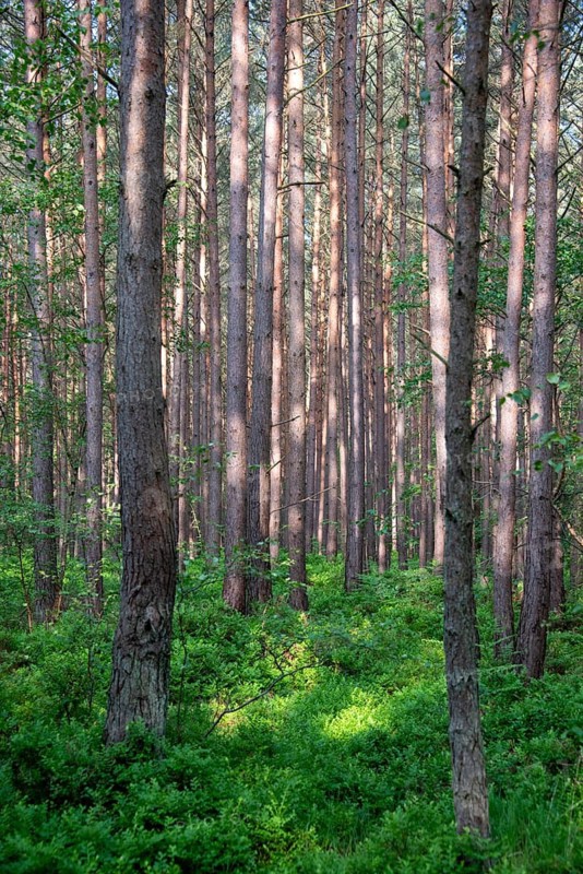 Sunlight falls into a pine forest in the Darßwald near Prerow, Mecklenburg-Western Pomerania, Germany