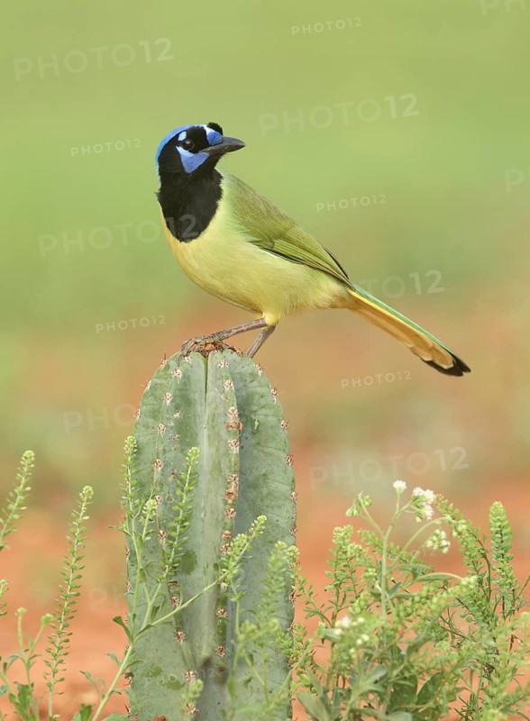 Green Jay (Cyanocorax luxuosus) perched on a cactus, Texas, USA