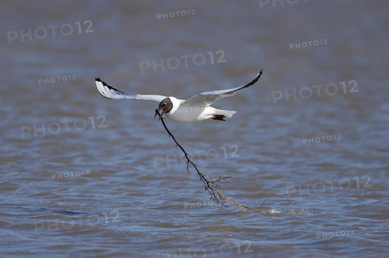 Black headed gull (Chroicocephalus ridibundus) adult seagull bird carrying nesting material in its beak over a lagoon in spring, RSPB Titchwell nature reserve, Norfolk, England, United Kingdom