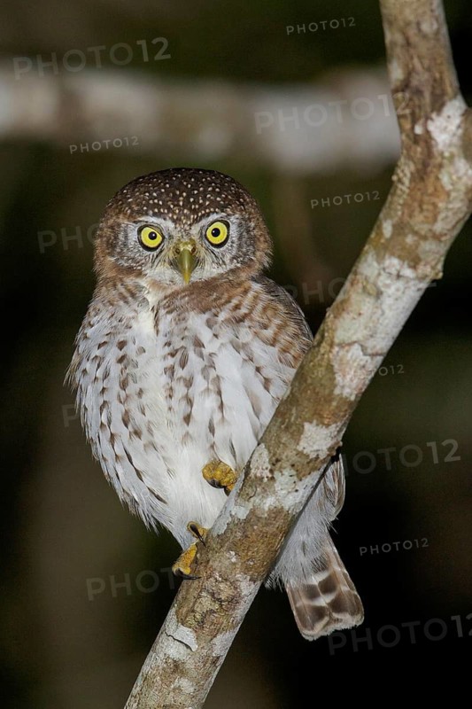 Cuban Pygmy Owl (Glaucidium siju) perched on a branch in Cuba