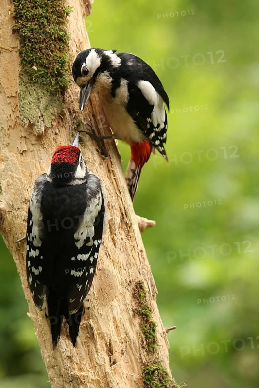 Great Spotted Woodpecker (Dendrocopos major) female with juvenile, Lower Saxony, Germany