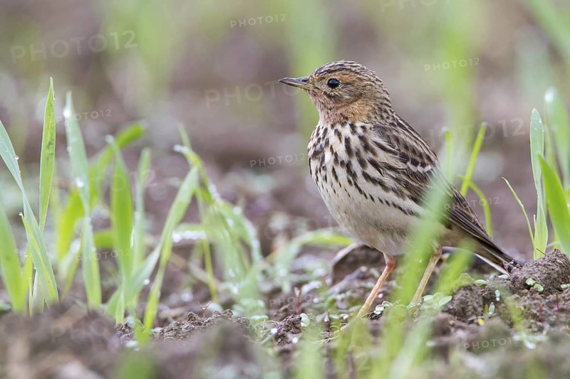 Red-throated Pipit (Anthus cervinus) male, Grobnik, Croatia