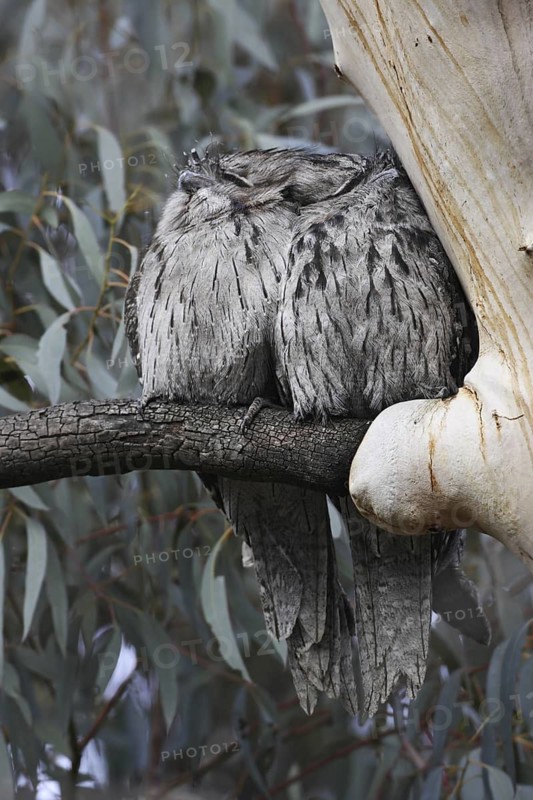 Tawny Frogmouth (Podargus strigoides), Australian Capital Territory, Australia