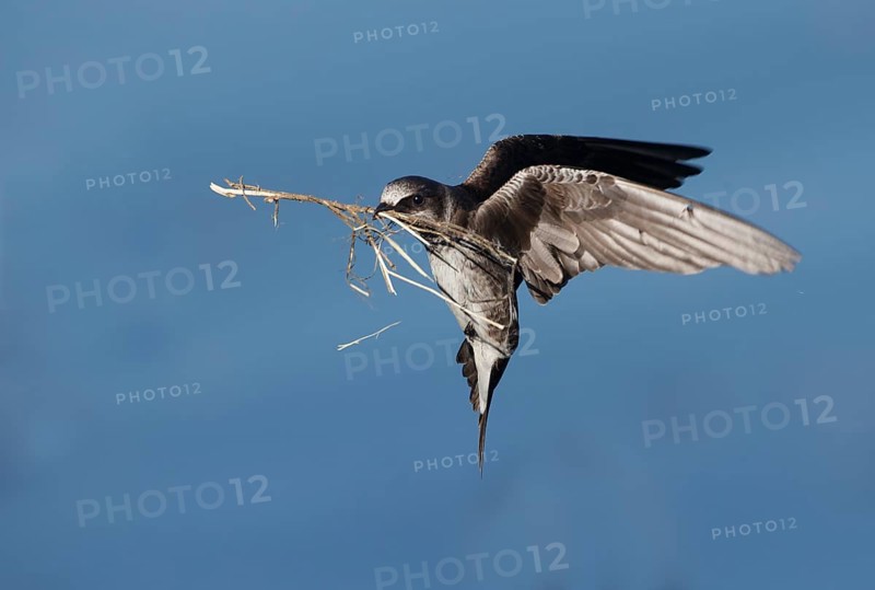 Purple Martin (Progne subis) female flying with nesting material in beak, Washington, USA