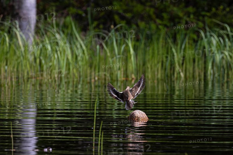 Common sandpiper (Actitis hypoleucos) landing on a stone in the water, Sanginjoki Nature Reserve, Northern Ostrobothnia, Finland