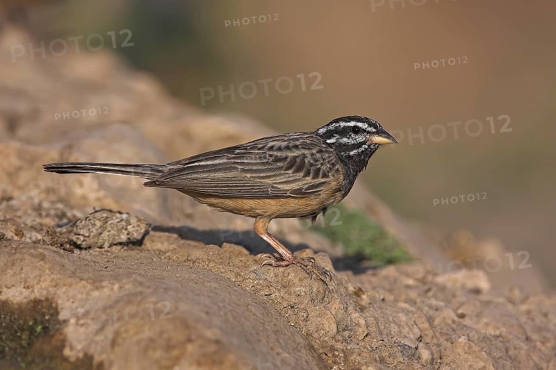 Cinnamon-breasted Bunting (Emberiza tahapisi), Oman