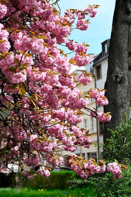 Japanese Cherry, Japanese Blossom Cherry, Oriental Cherry, Japanese Cherry Tree, Japanese Blossom Cherry Tree (Prunus serrulata)