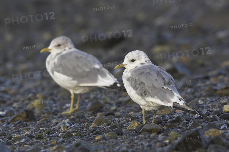 Mew Gull (Larus canus), British Columbia, Canada