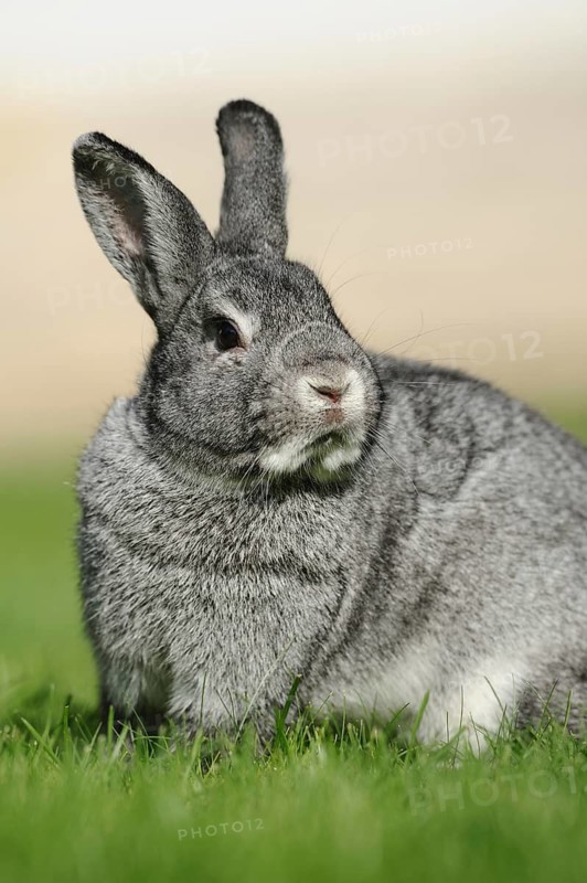 Grey hare sitting attentively on a green meadow, domestic rabbit (Oryctolagus cuniculus forma domestica), large chinchilla, Bavaria