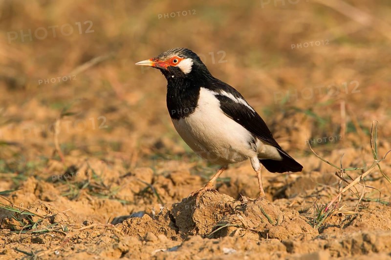 Pied Myna (Gracupica contra), Phetchaburi, Thailand