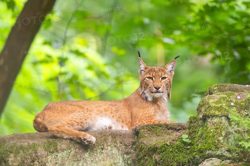 Eurasian lynx (Lynx lynx) lying in a forest, Bavaria, Germany