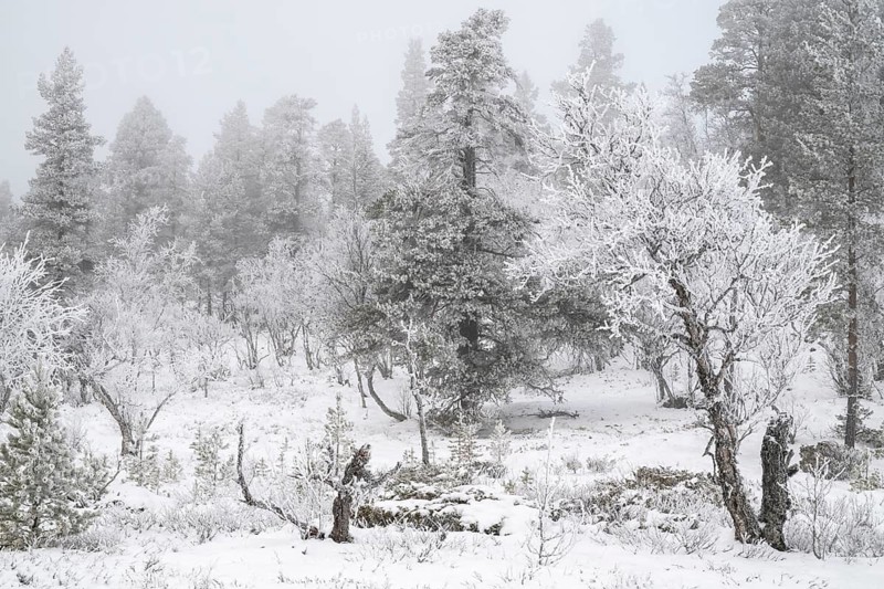 Trees covered in snow, Alvdal Vestfjell, Hedmark, Innlandet, Norway, November 2025