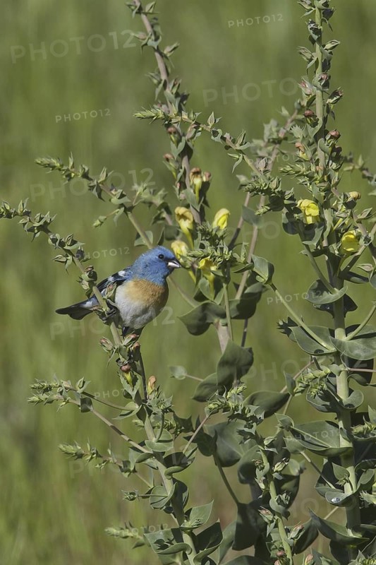 Lazuli Bunting (Passerina amoena), British Columbia, Canada
