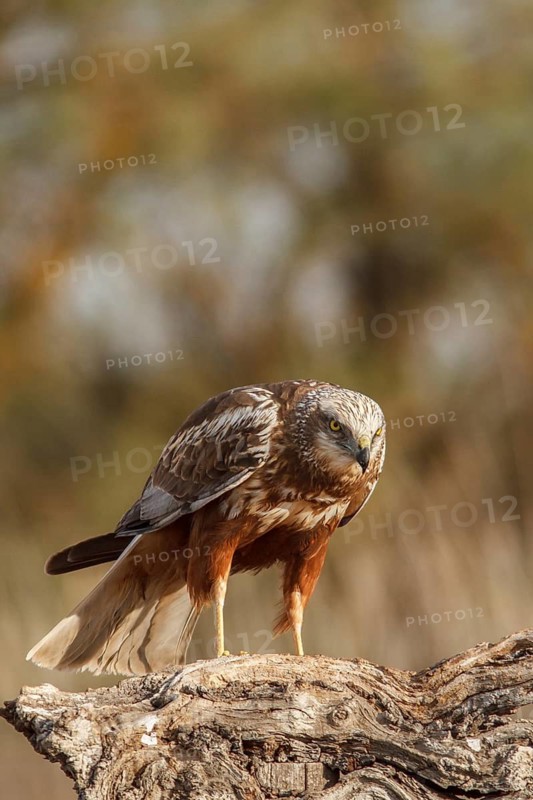 Western marsh harrier (Circus aeruginosus), male perched on a trunk, Castile-La Mancha, Spain