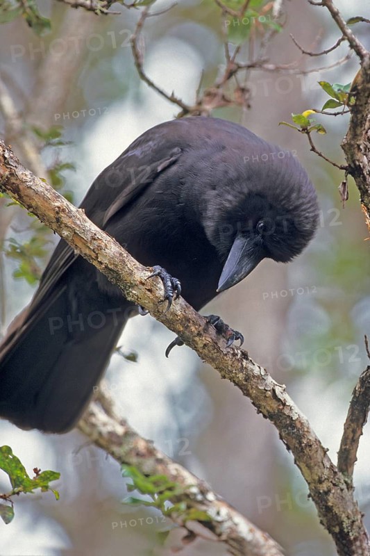 Hawaiian Crow, Alala, Corvus hawaiiensis, endangered