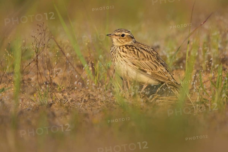 Woodlark (Lullula arborea), Baden-Wuerttemberg, Germany