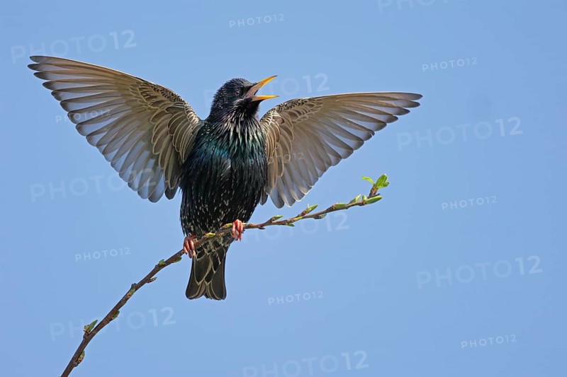 Star, lat.Sturnus vulgaris, Männchen balzt auf einem Ast im Zwetschgenbaum